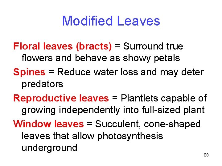 Modified Leaves Floral leaves (bracts) = Surround true flowers and behave as showy petals