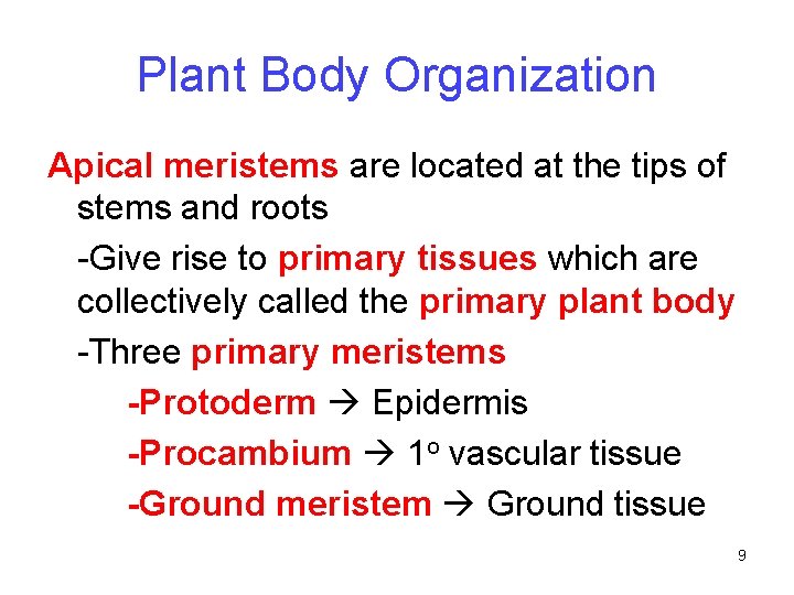 Plant Body Organization Apical meristems are located at the tips of stems and roots