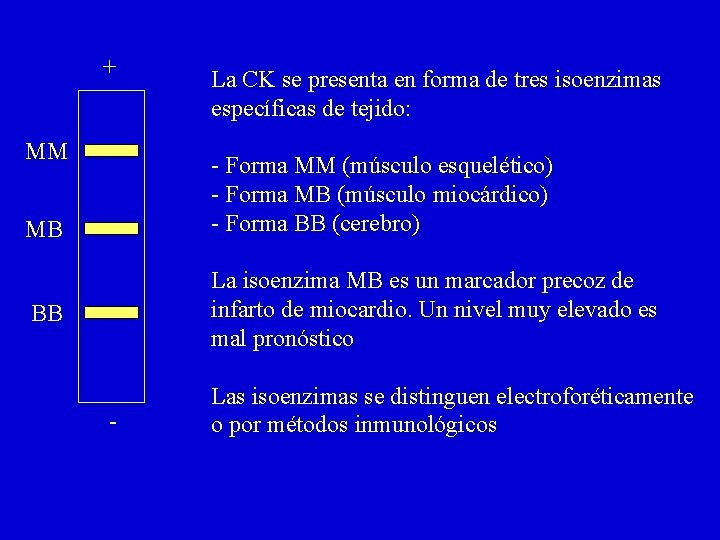 + MM La CK se presenta en forma de tres isoenzimas específicas de tejido: + MM La CK se presenta en forma de tres isoenzimas específicas de tejido: