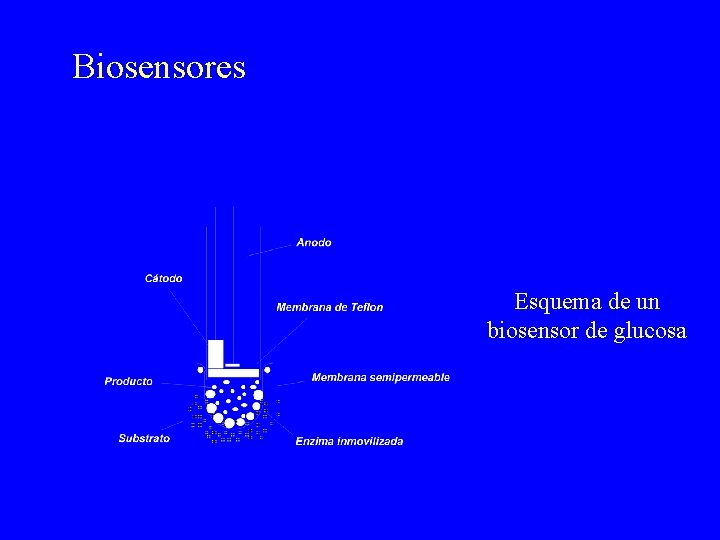 Biosensores Esquema de un biosensor de glucosa Biosensores Esquema de un biosensor de glucosa