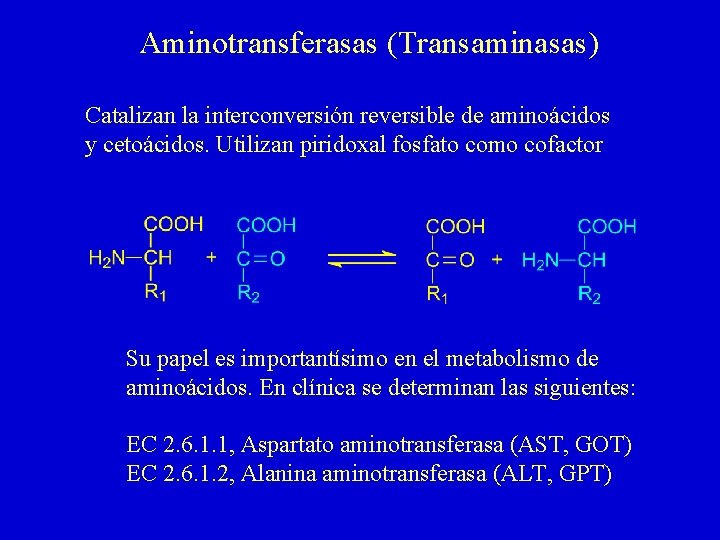 Aminotransferasas (Transaminasas) Catalizan la interconversión reversible de aminoácidos y cetoácidos. Utilizan piridoxal fosfato como Aminotransferasas (Transaminasas) Catalizan la interconversión reversible de aminoácidos y cetoácidos. Utilizan piridoxal fosfato como