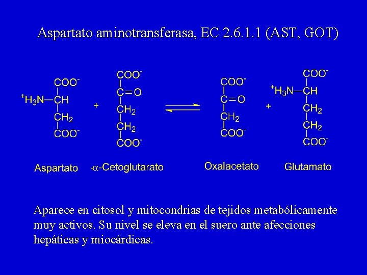 Aspartato aminotransferasa, EC 2. 6. 1. 1 (AST, GOT) Aparece en citosol y mitocondrias Aspartato aminotransferasa, EC 2. 6. 1. 1 (AST, GOT) Aparece en citosol y mitocondrias
