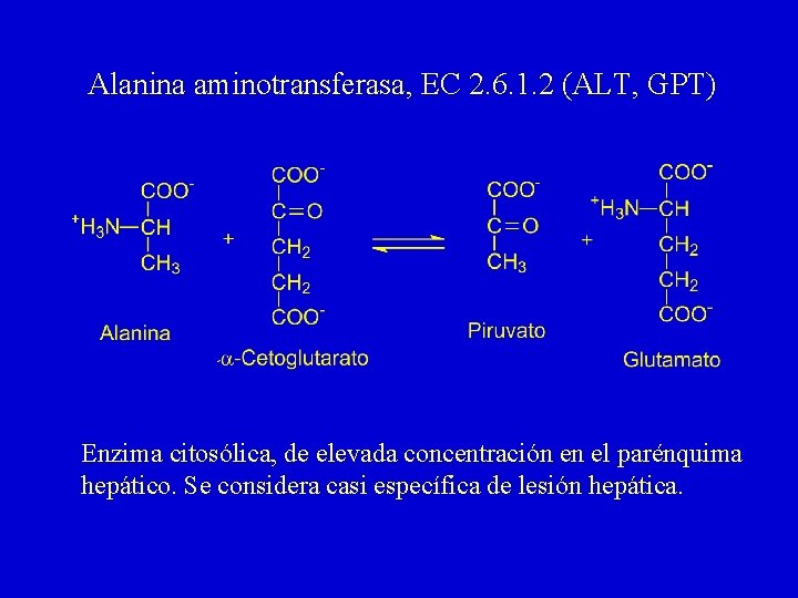 Alanina aminotransferasa, EC 2. 6. 1. 2 (ALT, GPT) Enzima citosólica, de elevada concentración Alanina aminotransferasa, EC 2. 6. 1. 2 (ALT, GPT) Enzima citosólica, de elevada concentración