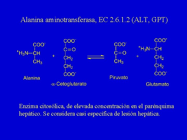 Alanina aminotransferasa, EC 2. 6. 1. 2 (ALT, GPT) Enzima citosólica, de elevada concentración