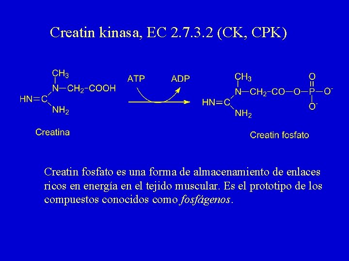 Creatin kinasa, EC 2. 7. 3. 2 (CK, CPK) Creatin fosfato es una forma Creatin kinasa, EC 2. 7. 3. 2 (CK, CPK) Creatin fosfato es una forma