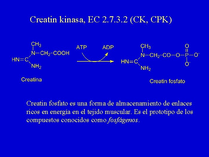 Creatin kinasa, EC 2. 7. 3. 2 (CK, CPK) Creatin fosfato es una forma