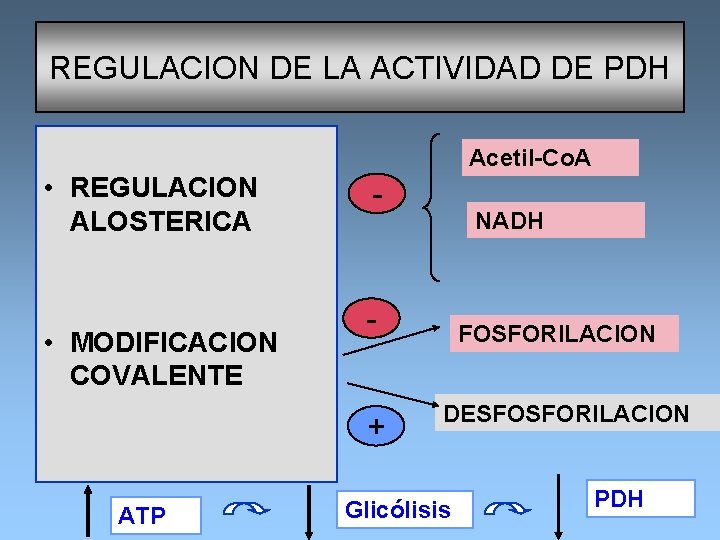 REGULACION DE LA ACTIVIDAD DE PDH Acetil-Co. A • REGULACION NADH ALOSTERICA - FOSFORILACION