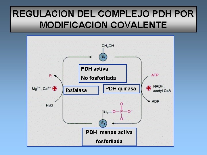 REGULACION DEL COMPLEJO PDH POR MODIFICACION COVALENTE PDH activa No fosforilada fosfatasa PDH quinasa