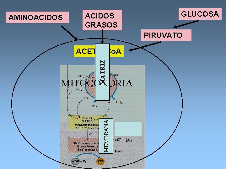 AMINOACIDOS GRASOS GLUCOSA PIRUVATO MATRIZ ACETIL-Co. A MEMBRANA MITOCONDRIA 