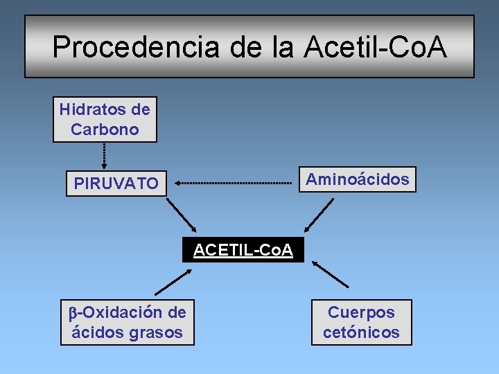 Procedencia de la Acetil-Co. A Hidratos de Carbono Aminoácidos PIRUVATO ACETIL-Co. A b-Oxidación de