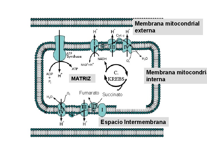 Membrana mitocondrial externa MATRIZ C. KREBS Membrana mitocondria interna Fumarato Succinato Espacio Intermembrana 