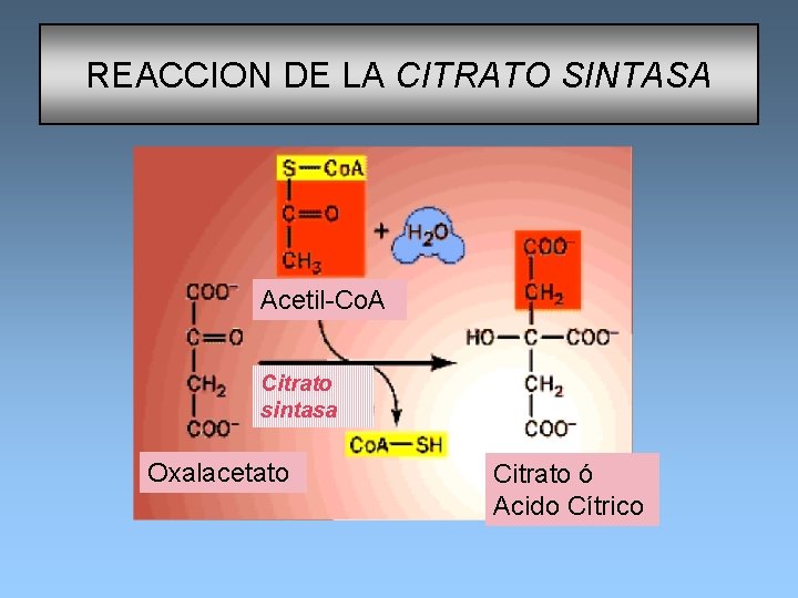 REACCION DE LA CITRATO SINTASA Acetil-Co. A Citrato sintasa Oxalacetato Citrato ó Acido Cítrico
