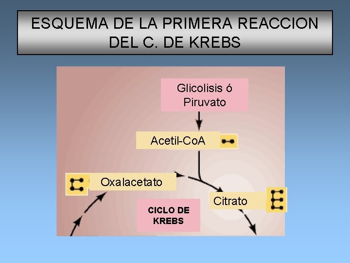 ESQUEMA DE LA PRIMERA REACCION DEL C. DE KREBS Glicolisis ó Piruvato Acetil-Co. A