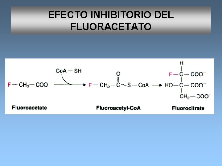 EFECTO INHIBITORIO DEL FLUORACETATO 