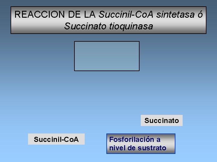 REACCION DE LA Succinil-Co. A sintetasa ó Succinato tioquinasa Succinato Succinil-Co. A Fosforilación a