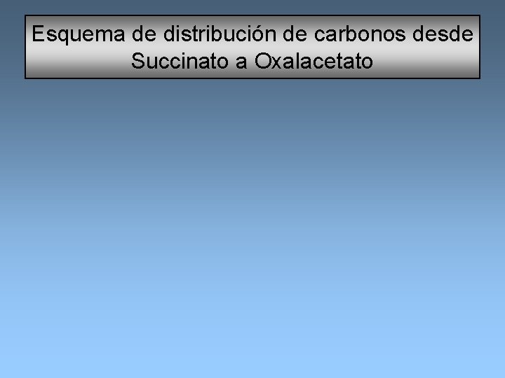 Esquema de distribución de carbonos desde Succinato a Oxalacetato 