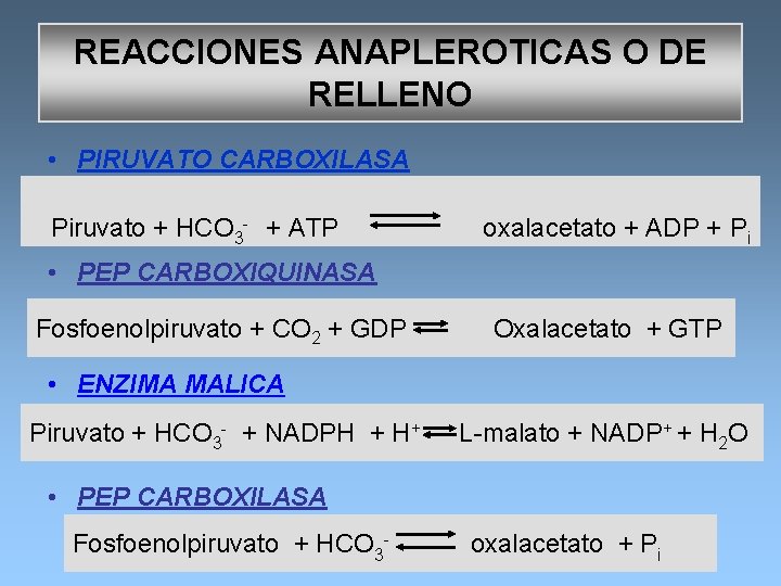 REACCIONES ANAPLEROTICAS O DE RELLENO • PIRUVATO CARBOXILASA - + ATP oxalacetato + ADP