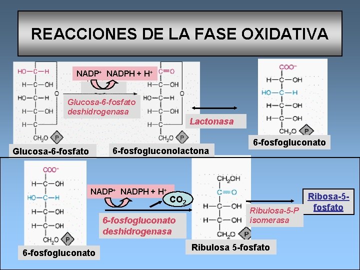 REACCIONES DE LA FASE OXIDATIVA NADP+ NADPH + H+ Glucosa-6 -fosfato deshidrogenasa Lactonasa 6