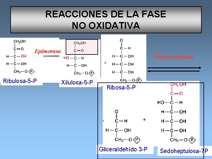 REACCIONES DE LA FASE NO OXIDATIVA Epimerasa Ribulosa-5 -P Transcetolasa Xilulosa-5 -P Ribosa-5 -P