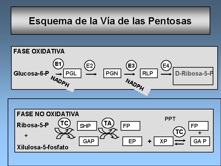 Esquema de la Vía de las Pentosas FASE OXIDATIVA E 1 E 2 E