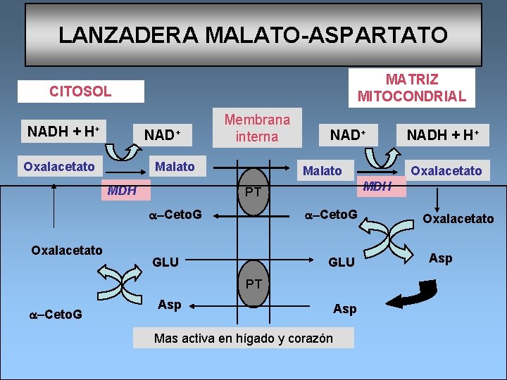 LANZADERA MALATO-ASPARTATO MATRIZ MITOCONDRIAL CITOSOL NADH + H+ NAD+ Oxalacetato Membrana NAD+ interna Malato