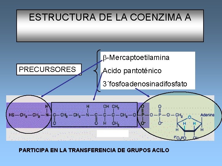 ESTRUCTURA DE LA COENZIMA A b-Mercaptoetilamina PRECURSORES Acido pantoténico 3´fosfoadenosinadifosfato PARTICIPA EN LA TRANSFERENCIA