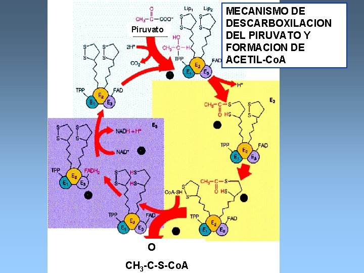 Piruvato O Acetil-Co. A CH 3 -C-S-Co. A MECANISMO DE DESCARBOXILACION DEL PIRUVATO Y