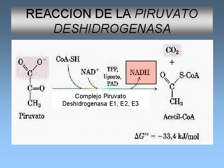 REACCION DE LA PIRUVATO DESHIDROGENASA Complejo Piruvato Deshidrogenasa E 1, E 2, E 3