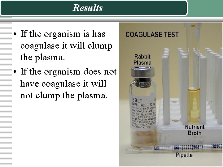 Results • If the organism is has coagulase it will clump the plasma. •