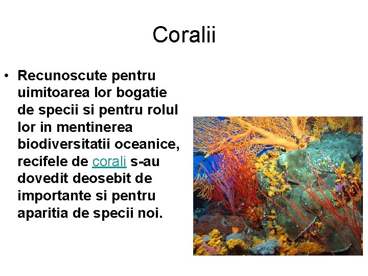 Coralii • Recunoscute pentru uimitoarea lor bogatie de specii si pentru rolul lor in