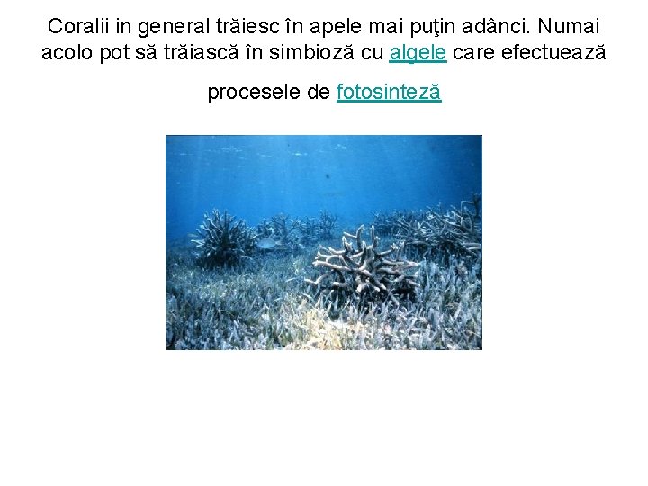 Coralii in general trăiesc în apele mai puţin adânci. Numai acolo pot să trăiască