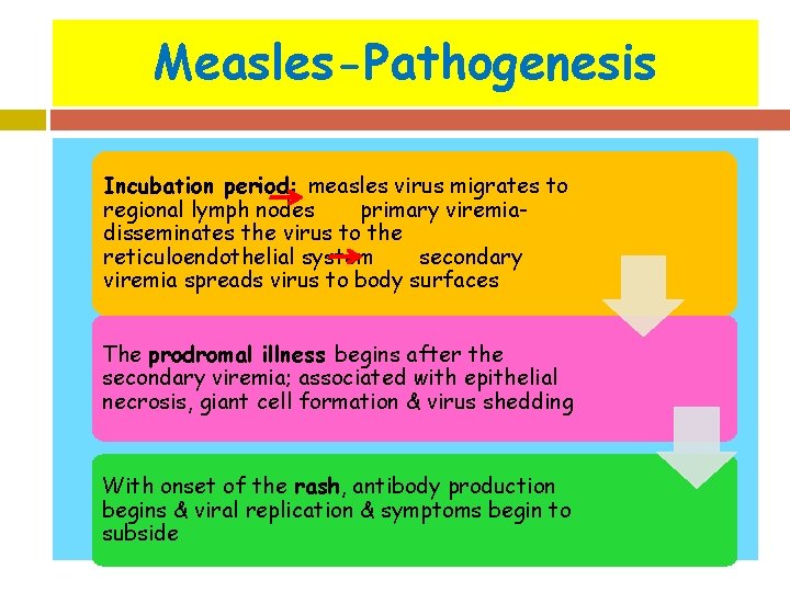 Measles-Pathogenesis Incubation period: measles virus migrates to regional lymph nodes primary viremiadisseminates the virus