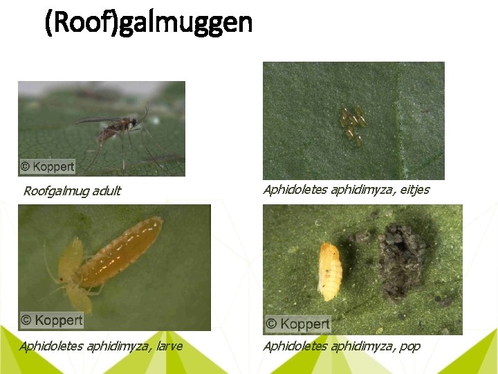 (Roof)galmuggen Roofgalmug adult Aphidoletes aphidimyza, eitjes Aphidoletes aphidimyza, larve Aphidoletes aphidimyza, pop 