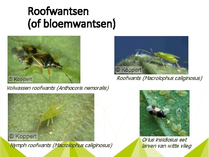 Roofwantsen (of bloemwantsen) Roofwants (Macrolophus caliginosus) Volwassen roofwants (Anthocoris nemoralis) Nymph roofwants (Macrolophus caliginosus)