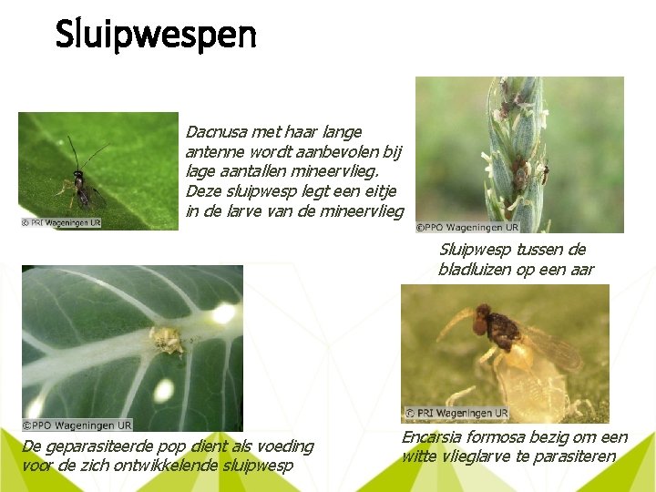 Sluipwespen Dacnusa met haar lange antenne wordt aanbevolen bij lage aantallen mineervlieg. Deze sluipwesp