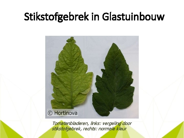 Stikstofgebrek in Glastuinbouw Tomatenbladeren, links: vergeling door stikstofgebrek, rechts: normale kleur 