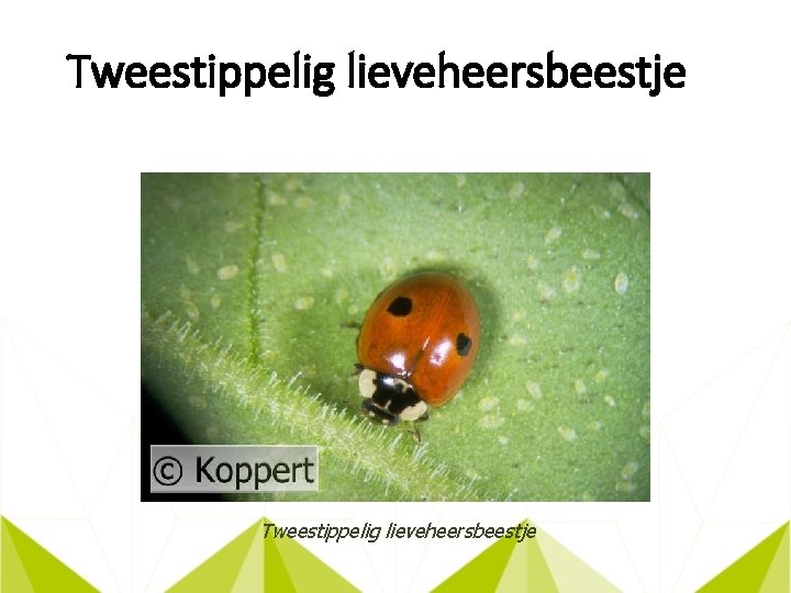 Tweestippelig lieveheersbeestje 