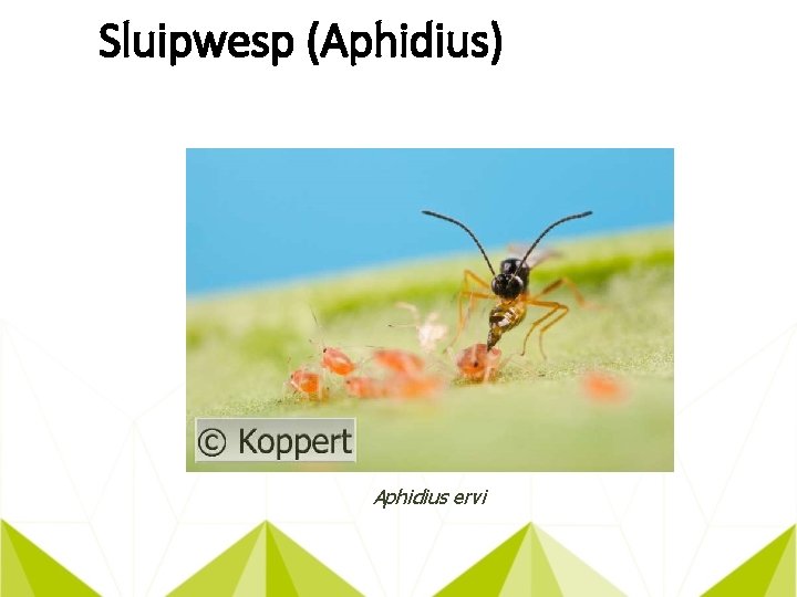 Sluipwesp (Aphidius) Aphidius ervi 