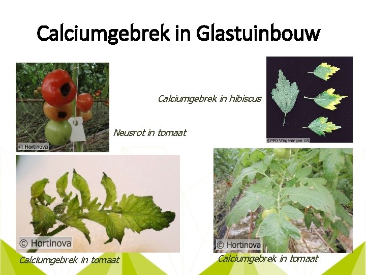 Calciumgebrek in Glastuinbouw Calciumgebrek in hibiscus Neusrot in tomaat Calciumgebrek in tomaat 