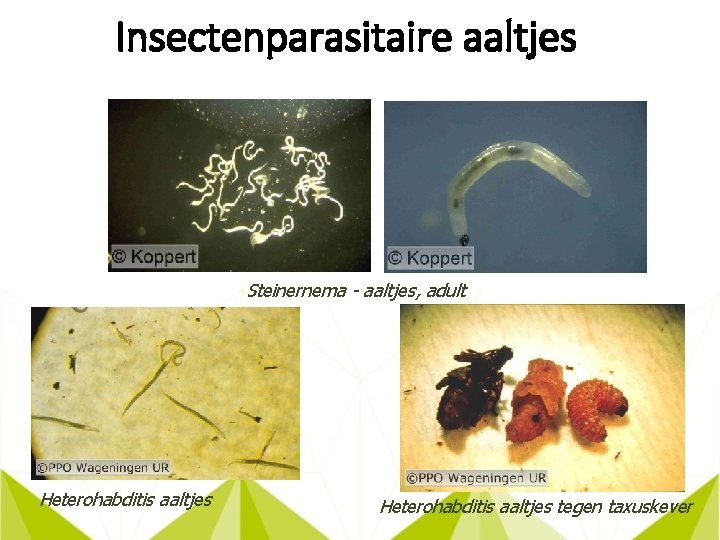 Insectenparasitaire aaltjes Steinernema - aaltjes, adult Heterohabditis aaltjes tegen taxuskever 