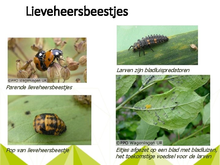 Lieveheersbeestjes Larven zijn bladluispredatoren Parende lieveheersbeestjes Pop van lieveheersbeestje Eitjes afgezet op een blad