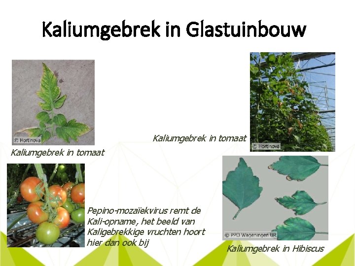 Kaliumgebrek in Glastuinbouw Kaliumgebrek in tomaat Pepino-mozaïekvirus remt de Kali-opname, het beeld van Kaligebrekkige