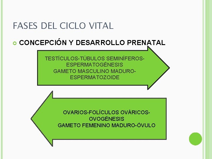 FASES DEL CICLO VITAL CONCEPCIÓN Y DESARROLLO PRENATAL TESTÍCULOS-TÚBULOS SEMINÍFEROSESPERMATOGÉNESIS GAMETO MASCULINO MADUROESPERMATOZOIDE OVARIOS-FOLÍCULOS