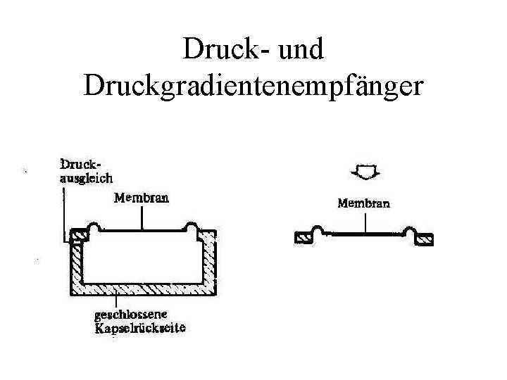 Druck- und Druckgradientenempfänger Druck- und Druckgradientenempfänger