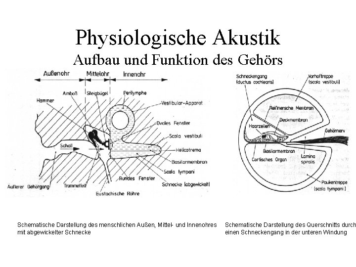 Physiologische Akustik Aufbau und Funktion des Gehörs Schematische Darstellung des menschlichen Außen, Mittel- und Physiologische Akustik Aufbau und Funktion des Gehörs Schematische Darstellung des menschlichen Außen, Mittel- und