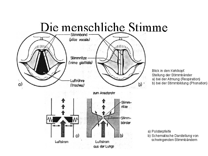 Die menschliche Stimme Blick in den Kehlkopf. Stellung der Stimmbänder a) bei der Atmung