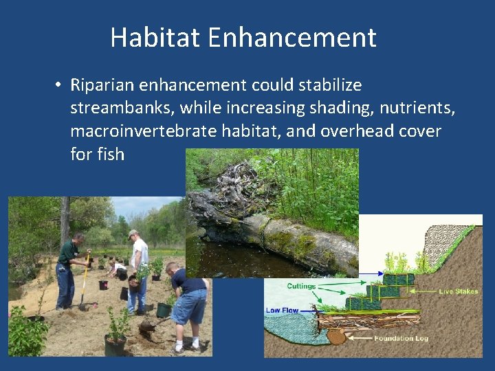 Habitat Enhancement • Riparian enhancement could stabilize streambanks, while increasing shading, nutrients, macroinvertebrate habitat,