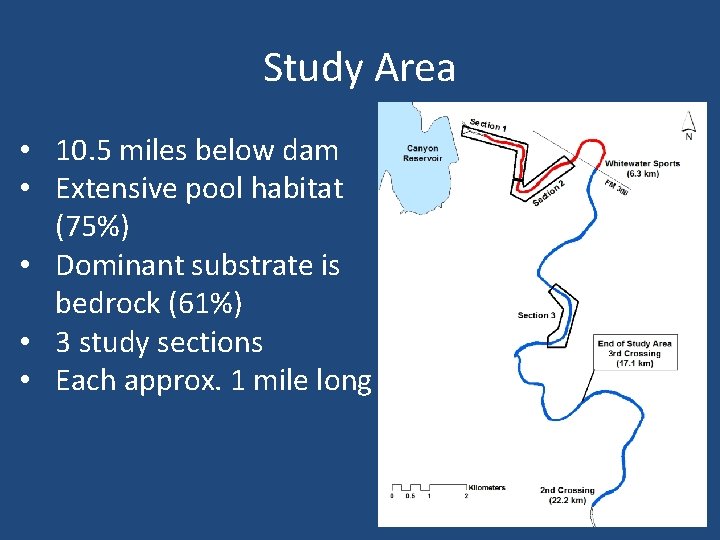 Study Area • 10. 5 miles below dam • Extensive pool habitat (75%) •