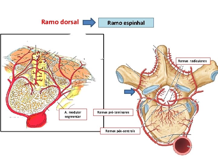 Ramo dorsal Ramo espinhal Ramos radiculares A. medular segmentar Ramos pré-laminares Ramos pós-centrais 