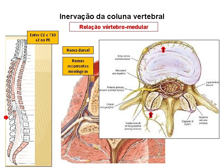 Inervação da coluna vertebral Relação vértebro-medular Entre C 2 e T 10 +2 ao